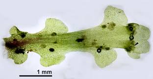 Attēlu rezultāti vaicājumam “Blasia pusilla sporophyte”