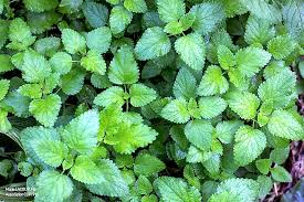 Image result for Melissa officinalis