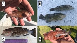 Image result for Dermatolepis inermis