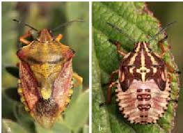 Attēlu rezultāti vaicājumam “Carpocoris sp.”