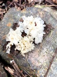 Attēlu rezultāti vaicājumam “Tremella ramalinae”