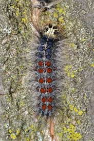 Attēlu rezultāti vaicājumam “Lymantria dispar larva”