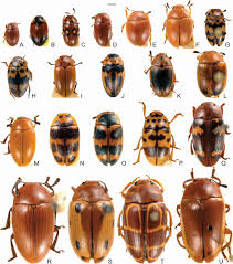 Attēlu rezultāti vaicājumam “Erotylidae”