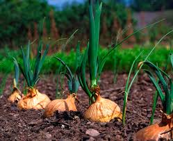 Attēlu rezultāti vaicājumam “Allium cepa”