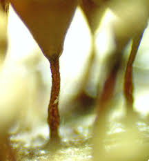 Attēlu rezultāti vaicājumam “Hemitrichia sordivesiculosa sessile”