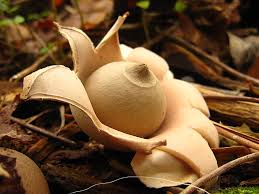 Attēlu rezultāti vaicājumam “Geastrum”