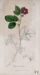 Attēlu rezultāti vaicājumam “Rubus arcticus”