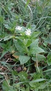 Attēlu rezultāti vaicājumam “Stellaria nemorum bud”