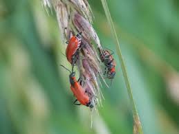 Attēlu rezultāti vaicājumam “Anthocomus rufus”