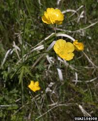 Attēlu rezultāti vaicājumam “Ranunculus acris”