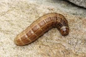 Attēlu rezultāti vaicājumam “Cerapteryx graminis”