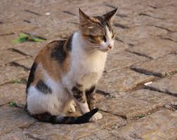 Attēlu rezultāti vaicājumam “Felis silvestris catus adult”