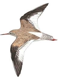 Attēlu rezultāti vaicājumam “Tringa totanus adult”