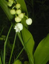 Attēlu rezultāti vaicājumam “Convallaria majalis flower”