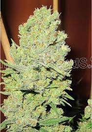 Resultado de imagen para la marihuana channel