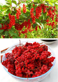 Attēlu rezultāti vaicājumam “Schisandra chinensis”