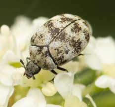 Attēlu rezultāti vaicājumam “Anthrenus verbasci”