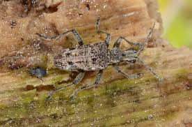 Attēlu rezultāti vaicājumam “Rhagium inquisitor”