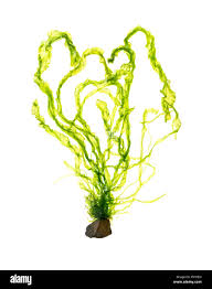 Attēlu rezultāti vaicājumam “Enteridium olivaceum young”