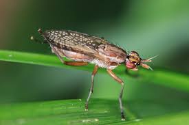 Attēlu rezultāti vaicājumam “Euura acutifoliae”