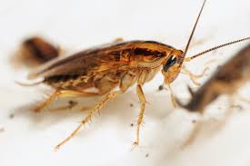 Image result for insect poop
