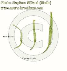 Attēlu rezultāti vaicājumam “Sinapis alba fruit”