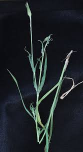 Image result for Tragopogon pratensis