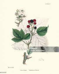 Attēlu rezultāti vaicājumam “Rubus plicatus fruit”