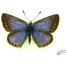 Attēlu rezultāti vaicājumam “Polyommatus icarus male”