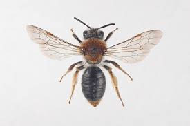 Attēlu rezultāti vaicājumam “Andrena haemorrhoa female”