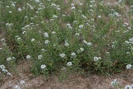 Attēlu rezultāti vaicājumam “Teesdalia nudicaulis”