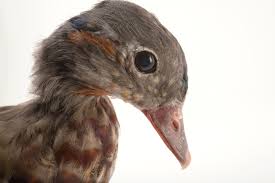 Attēlu rezultāti vaicājumam “Aix galericulata male”