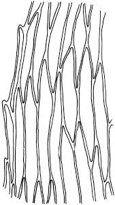 Attēlu rezultāti vaicājumam “Pohlia wahlenbergii”