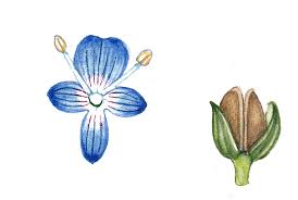 Attēlu rezultāti vaicājumam “Veronica beccabunga flower”