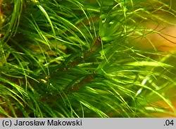 Attēlu rezultāti vaicājumam “Dicranodontium denudatum”