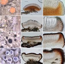 Attēlu rezultāti vaicājumam “Bacidia rubella”