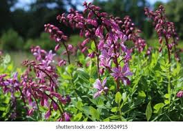 Image result for Diptam