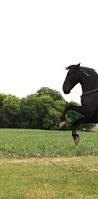Image result for Black Horse Ballooning Club