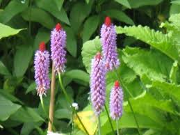 Attēlu rezultāti vaicājumam “Primula farinosa bud”