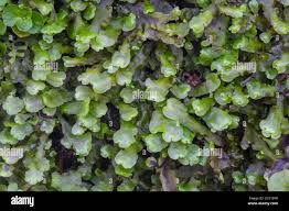 Attēlu rezultāti vaicājumam “Pellia”