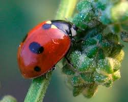 Attēlu rezultāti vaicājumam “Coccinella quinquepunctata”