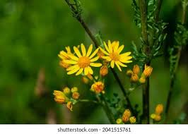 Attēlu rezultāti vaicājumam “Senecio vulgaris flower”