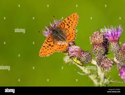 Attēlu rezultāti vaicājumam “Boloria aquilonaris underside”