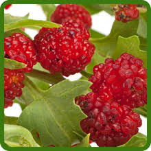 Image result for chenopodium foliosum