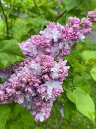 Attēlu rezultāti vaicājumam “Syringa vulgaris”