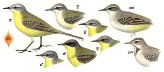 Attēlu rezultāti vaicājumam “Motacilla flava flava”