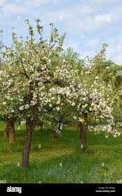 Attēlu rezultāti vaicājumam “Malus domestica”