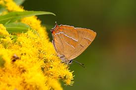 Attēlu rezultāti vaicājumam “Thecla betulae underside”