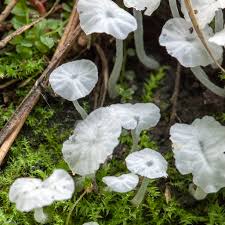 Attēlu rezultāti vaicājumam “Delicatula integrella”