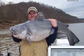 Image result for Ictalurus furcatus